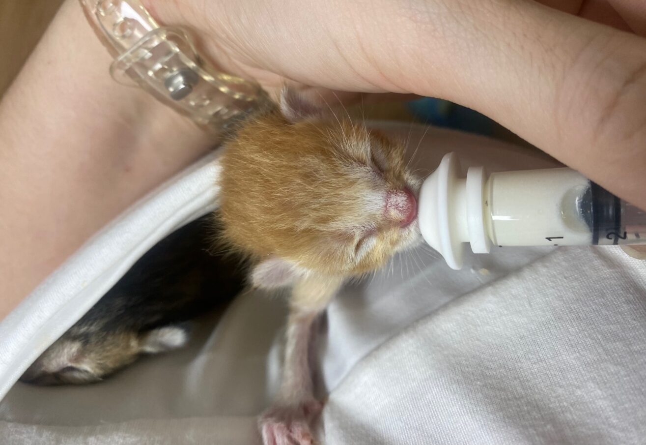 เลี้ยงลูกแมวแรกเกิด